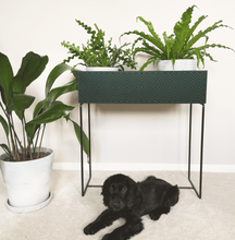 Lade das Bild in den Galerie-Viewer, nevi the plantbox (Pflanzenbox gross)