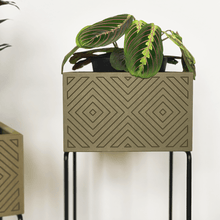 Lade das Bild in den Galerie-Viewer, nevi the plantbox (Pflanzenbox klein)