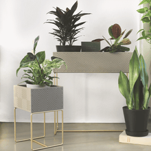 Lade das Bild in den Galerie-Viewer, nevi the plantbox (Pflanzenbox gross)