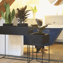 Lade das Bild in den Galerie-Viewer, nevi the plantbox (Pflanzenbox gross)