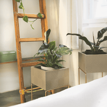 Lade das Bild in den Galerie-Viewer, nevi the plantbox (Pflanzenbox mittelgross)

